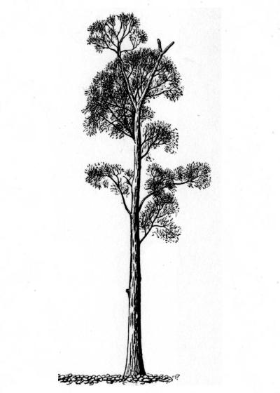 tree drawing black and white. Adult chosenia habit—trees