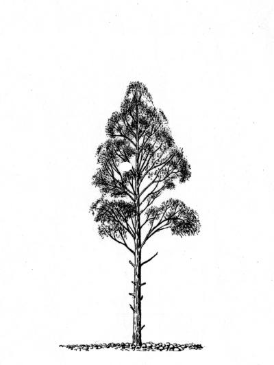 tree drawing black and white. Young chosenia tree (drawing