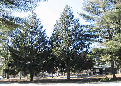 Spruces planted at headquarters. Myles Standish State Forest, Carver