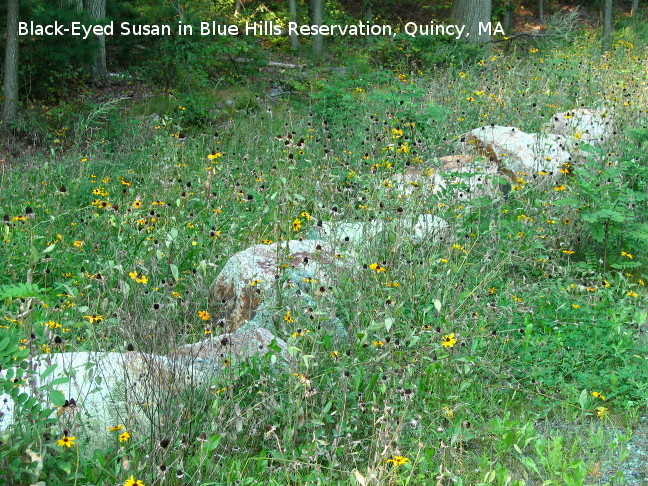 Photo of Black-Eyed Susan in Blue Hills Reservation, Quincy, MA