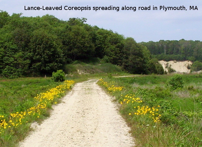Photo of Lance-Leaved Coreopsis spreading along road in Plymouth, MA