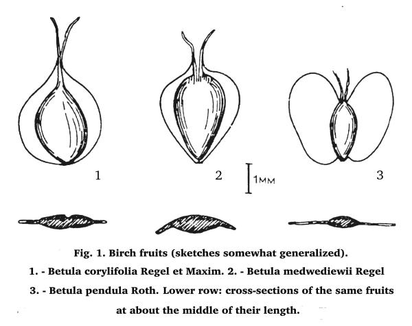 Fig. 1. Birch fruits (sketches somewhat generalized). 1. - Betula corylifolia Regel et Maxim. 2. - Betula medwediewii Regel 3. - Betula pendula Roth. Lower row: cross-sections of the same fruits at about the middle of their length.