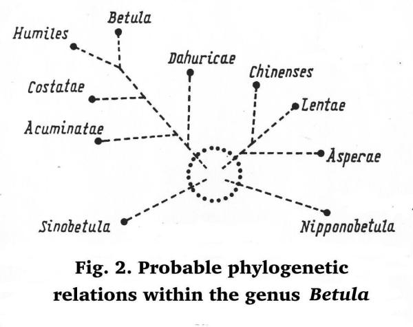 Fig. 2. Probable phylogenetic  relations within the genus Betula